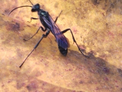 Chalybion bengalense