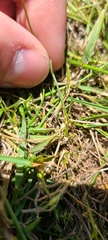 Wahlenbergia violacea