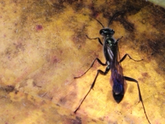 Chalybion bengalense