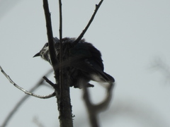 Chrysococcyx lucidus