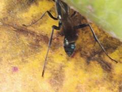 Chalybion bengalense