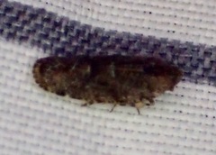 Catonia