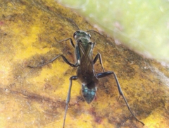 Chalybion bengalense