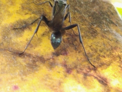 Chalybion bengalense