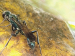 Chalybion bengalense