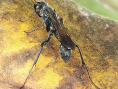 Chalybion bengalense