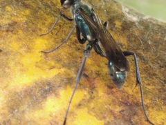 Chalybion bengalense