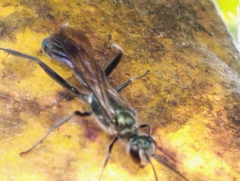 Chalybion bengalense