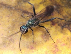 Chalybion bengalense