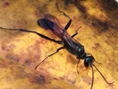 Chalybion bengalense