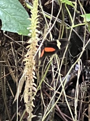 Heliconius clysonymus