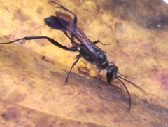 Chalybion bengalense