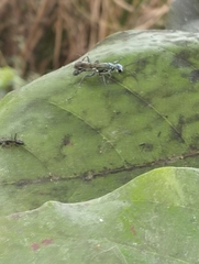 Chalybion bengalense