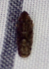 Catonia