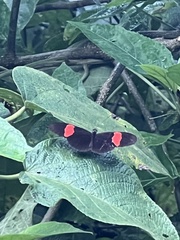 Heliconius