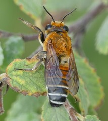 Megachile lanata