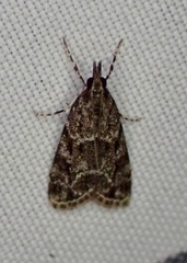 Eudonia heterosalis