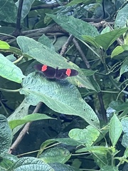 Heliconius