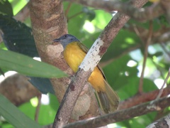 Eucometis penicillata