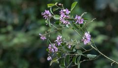 Securidaca diversifolia