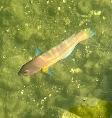 Thalassoma trilobatum