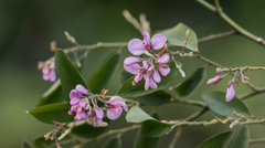 Securidaca diversifolia