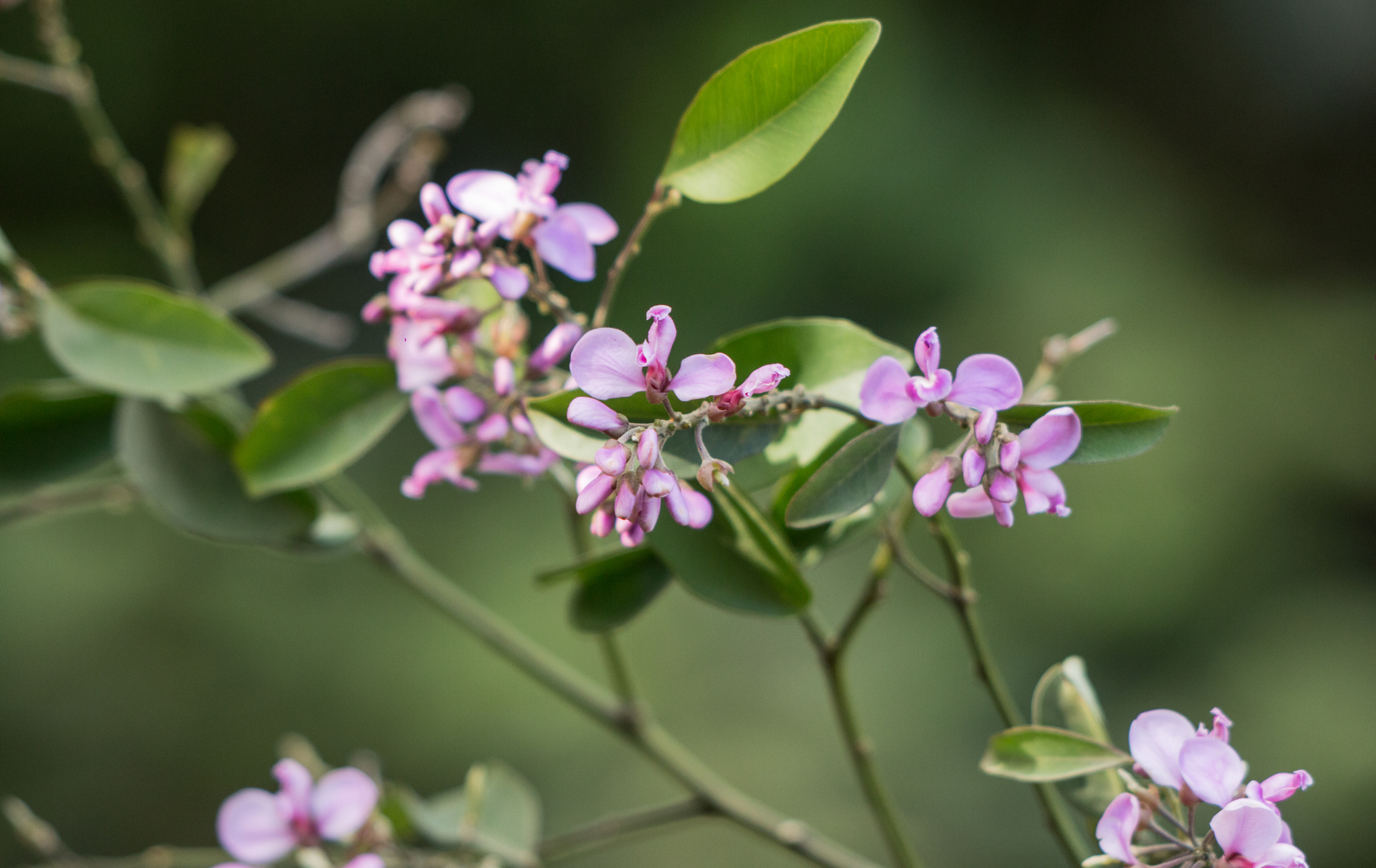 Securidaca diversifolia