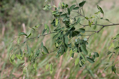 Securidaca diversifolia