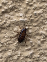 Periplaneta americana