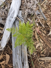 Pteridium esculentum