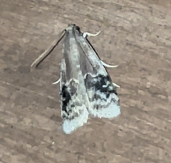 Euzophera semifuneralis