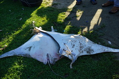 Mobula mobular