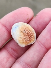 Austrovenus stutchburyi