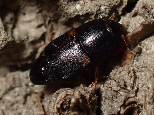 Pineapple Beetle photo 4