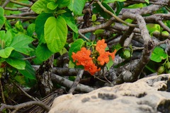 Cordia sebestena