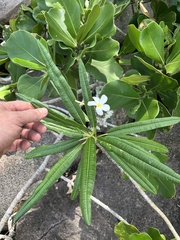 Plumeria alba