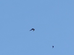 Streptoprocne zonaris