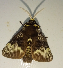 Megalopyge albicollis superba
