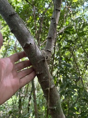 Pithecellobium unguis-cati