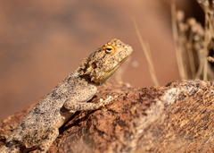 Agama anchietae