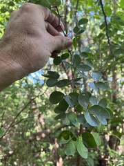 Pithecellobium unguis-cati