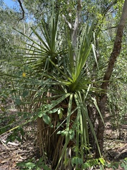 Pandanus spiralis