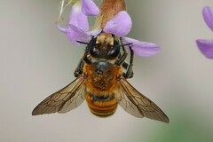 Megachile lanata