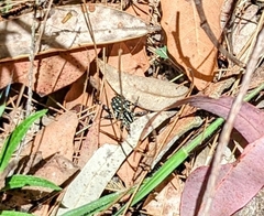 Nyssus albopunctatus