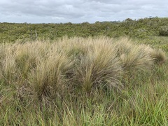 Austrostipa stipoides