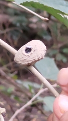 Delta pyriforme pyriforme