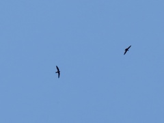 Streptoprocne zonaris