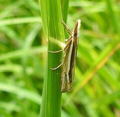 Orocrambus ramosellus