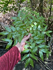 Libidibia monosperma