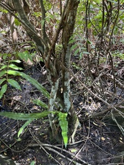 Libidibia monosperma